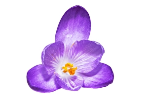 Images Dated 22nd February 2020: Spring Crocus; Crocus vernus