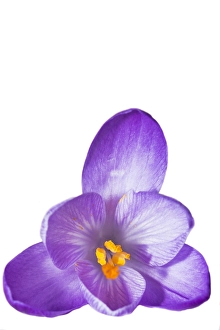 Images Dated 22nd February 2020: Spring Crocus; Crocus vernus