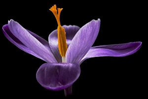 Images Dated 22nd February 2020: Spring Crocus; Crocus vernus