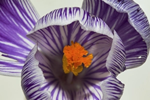 Images Dated 20th February 2020: Spring Crocus; Crocus vernus