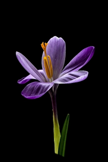 Images Dated 22nd February 2020: Spring Crocus; Crocus vernus