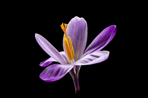 Images Dated 22nd February 2020: Spring Crocus; Crocus vernus