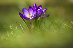 Vernus Prints: Spring Crocus; Crocus vernus
