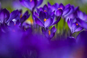 Vernus Prints: Spring Crocus; Crocus vernus