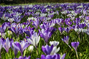 Vernus Prints: Spring Crocus; Crocus vernus
