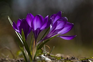 Vernus Prints: Spring Crocus; Crocus vernus