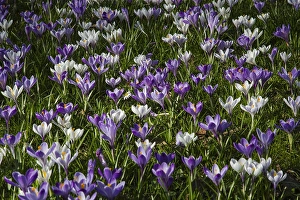 Vernus Prints: Spring Crocus; Crocus vernus