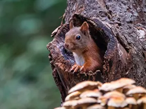 Mushrooms Prints: squirrel; inamabilis sciurus