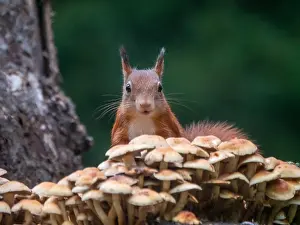 Mushrooms Prints: squirrel; inamabilis sciurus
