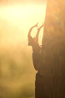 Stag Prints: Stag Beetle, Lucanus cervus