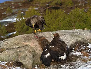 Albicilla Prints: Steenarend, Golden Eagle, Aquila chrysaetos