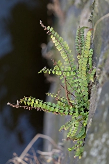 Images Dated 14th September 2007: Steenbreekvaren, Maidenhair Spleenwort, Asplenium trichomanes