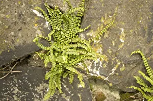 Images Dated 14th September 2007: Steenbreekvaren, Maidenhair Spleenwort, Asplenium trichomanes