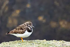 2024 Prints: Steenloper, Ruddy Turnstone, Arenaria interpres