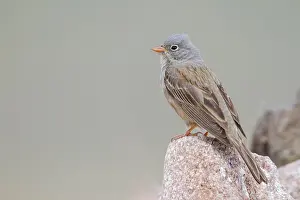 Adult Male Prints: Steenortolaan, Grey-necked Bunting, Emberiza buchanani