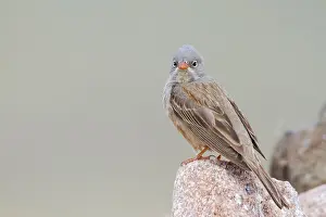Adult Male Prints: Steenortolaan, Grey-necked Bunting, Emberiza buchanani
