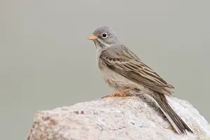 Adult Female Prints: Steenortolaan, Grey-necked Bunting, Emberiza buchanani