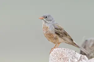 Adult Male Prints: Steenortolaan, Grey-necked Bunting, Emberiza buchanani