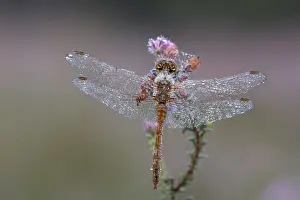 Sympetrum Prints: Steenrode heidelibel, Moustached Darter, Sympetrum vulgatum