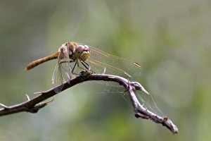 Images Dated 18th August 2010: Steenrode heidelibel, Vagrant Darter, Sympetrum vulgatum