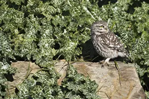2015 Prints: Steenuil, Little Owl, Athene noctua