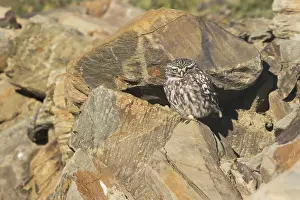 2015 Prints: Steenuil, Little Owl, Athene noctua