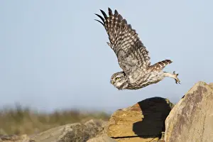 2015 Prints: Steenuil, Little Owl, Athene noctua