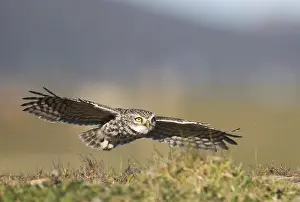 2015 Prints: Steenuil, Little Owl, Athene noctua