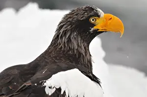 Images Dated 22nd February 2008: Steller-zeearend, Stellers Sea-eagle, Haliaeetus pelagicus