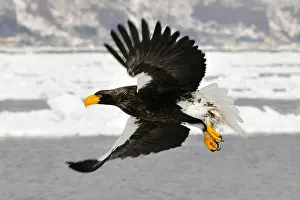 Images Dated 22nd February 2008: Steller-zeearend, Stellers Sea-eagle