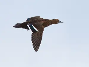 Stelleri Prints: Stellers Eider, Steller's Eider, Polysticta stelleri