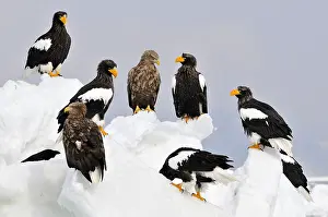 Images Dated 22nd February 2008: Stellers Sea-eagle and White-tailed Eagle, Steller-zeearend en Z