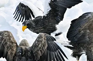 Images Dated 22nd February 2008: Stellers Sea-eagle and White-tailed Eagle, Steller-zeearend en Z