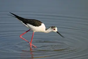 2003 Prints: Steltkluut, Black-winged Stilt, Himantopus himantopus