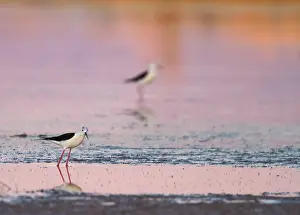 Images Dated 6th June 2014: Steltkluut, Black-winged Stilt, Himantopus himantopus