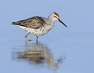 Images Dated 19th April 2014: Steltstrandloper, Stilt Sandpiper, Calidris himantopus
