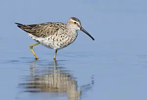 Images Dated 19th April 2014: Steltstrandloper, Stilt Sandpiper, Calidris himantopus