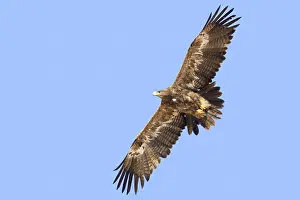 Images Dated 27th October 2017: Steppe Eagle