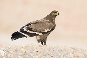Images Dated 27th October 2017: Steppe Eagle