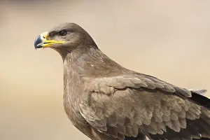Images Dated 30th October 2017: Steppe Eagle