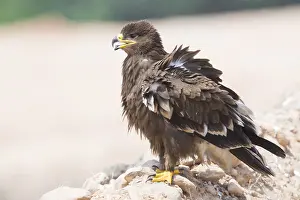 Images Dated 2nd November 2017: Steppe Eagle