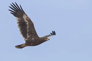 Images Dated 2nd November 2017: Steppe Eagle