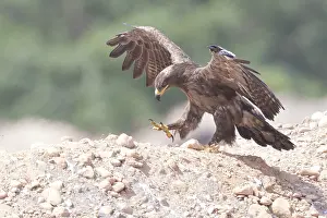 Images Dated 2nd November 2017: Steppe Eagle