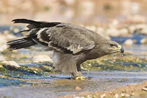 Images Dated 30th October 2017: Steppe Eagle