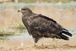 Images Dated 2nd November 2017: Steppe Eagle