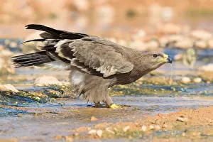 Images Dated 30th October 2017: Steppe Eagle