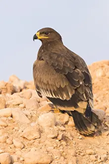 Images Dated 2nd November 2017: Steppe Eagle