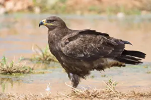Images Dated 2nd November 2017: Steppe Eagle