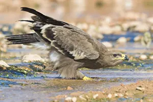 Images Dated 30th October 2017: Steppe Eagle