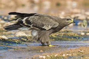 Images Dated 30th October 2017: Steppe Eagle